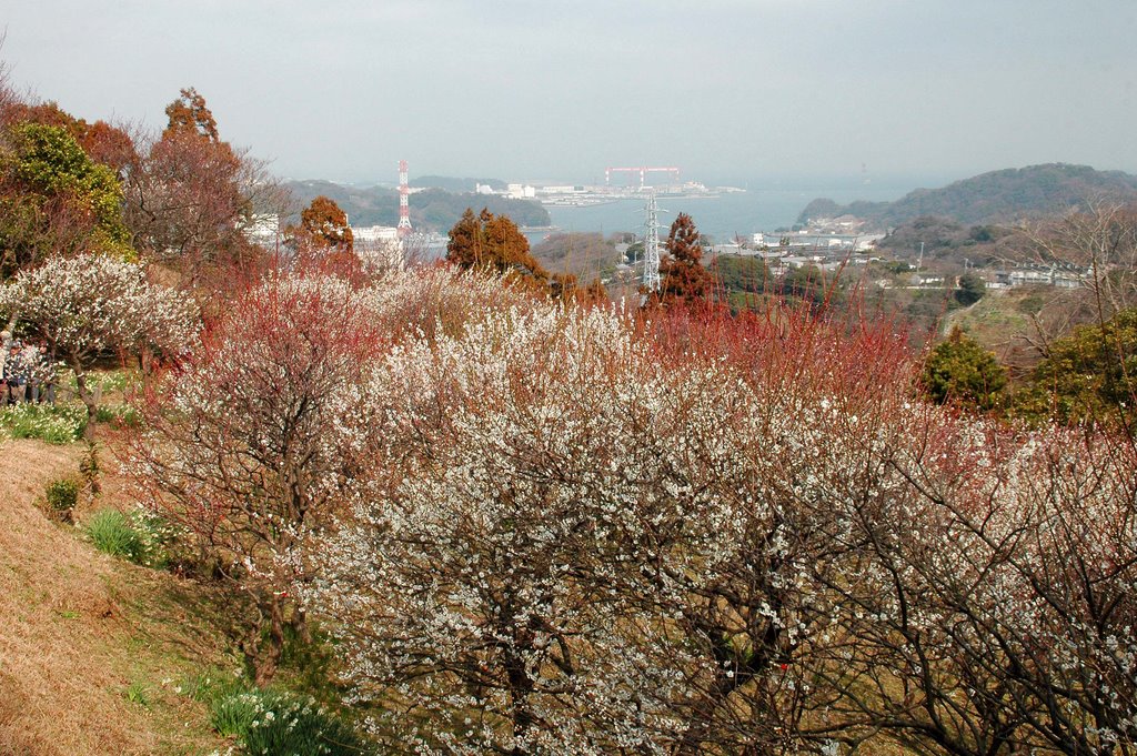 田浦梅林(Taura plum grove) by 9m2ji1etu