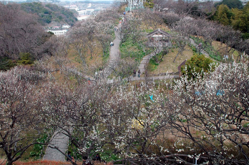 田浦梅林(Taura plum grove) by 9m2ji1etu