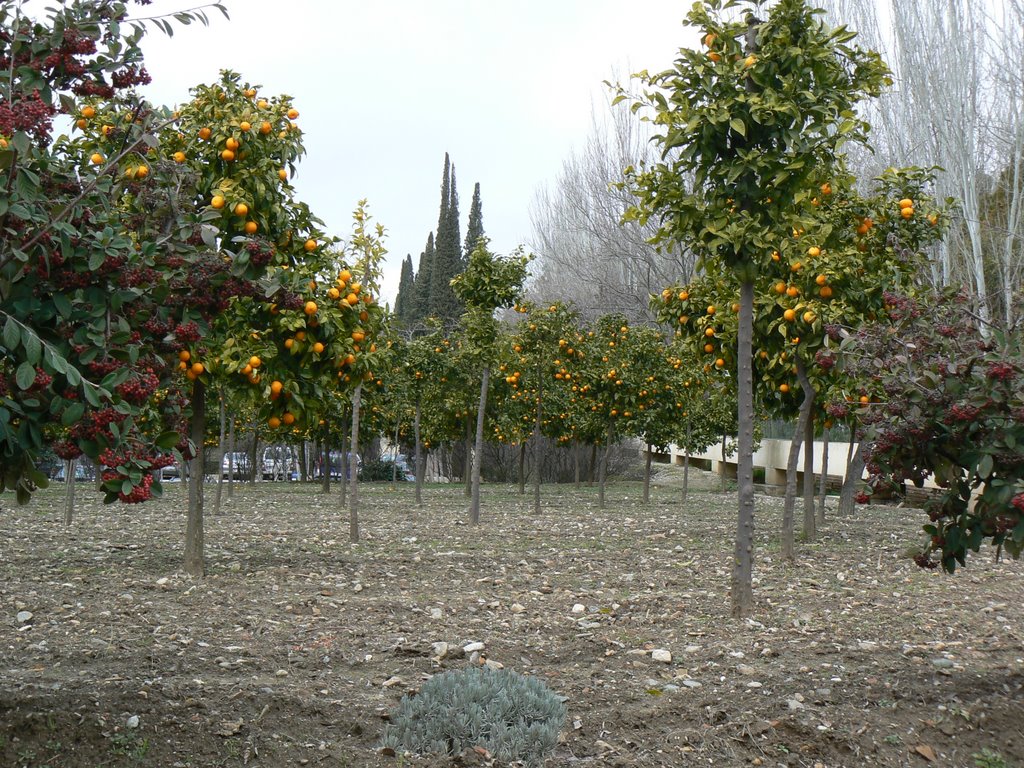 Orange grove at the Alhambra in Granada by downhill