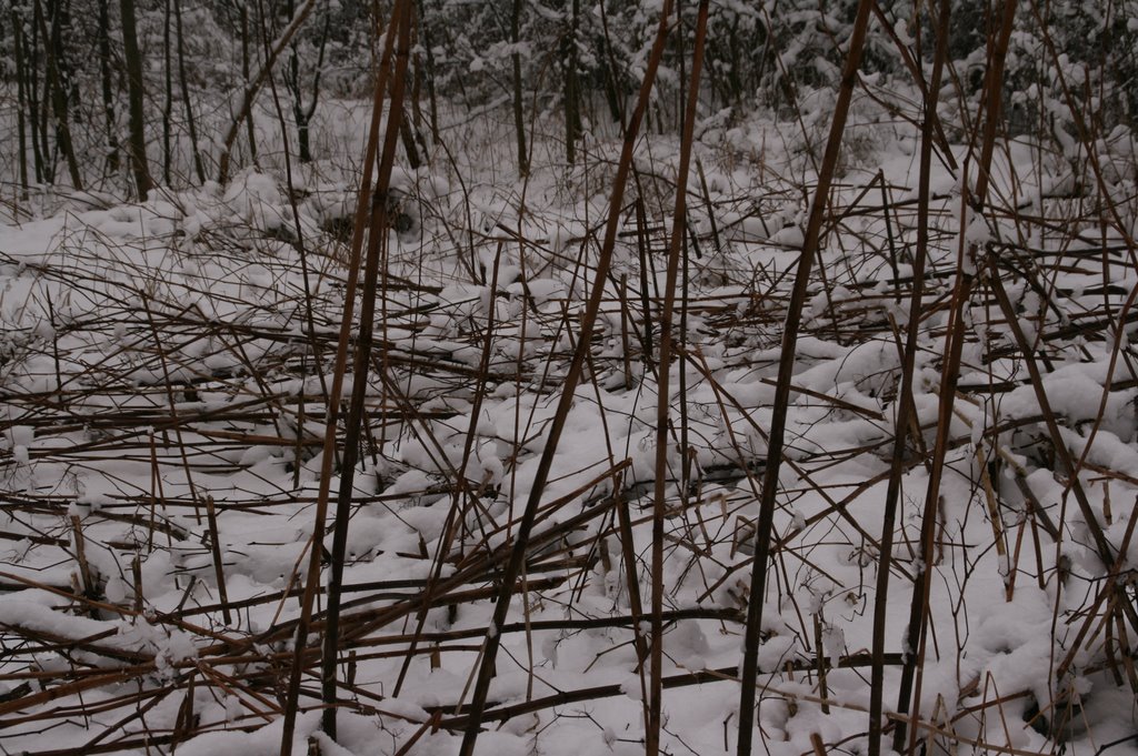 Gmina Grodzisk Mazowiecki, Poland by Arek N.