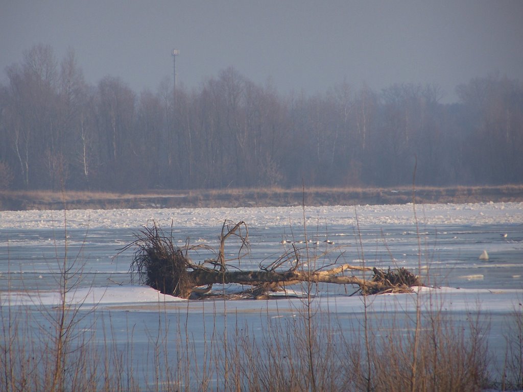 Tree & floe by petrelpiotr