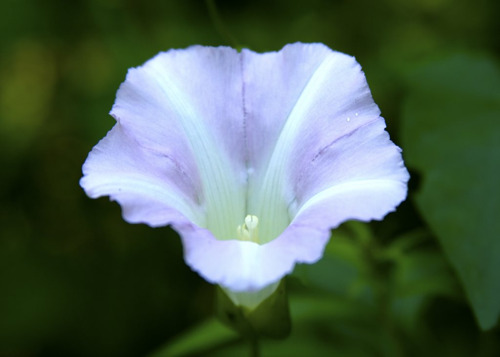 Morning glory? by D.R.Lamont