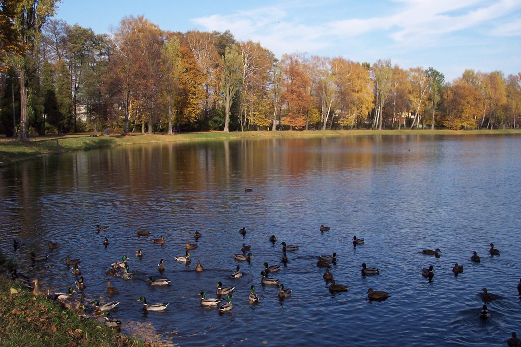 Park -early autumn &ducks by Marta Jedraska (PL)