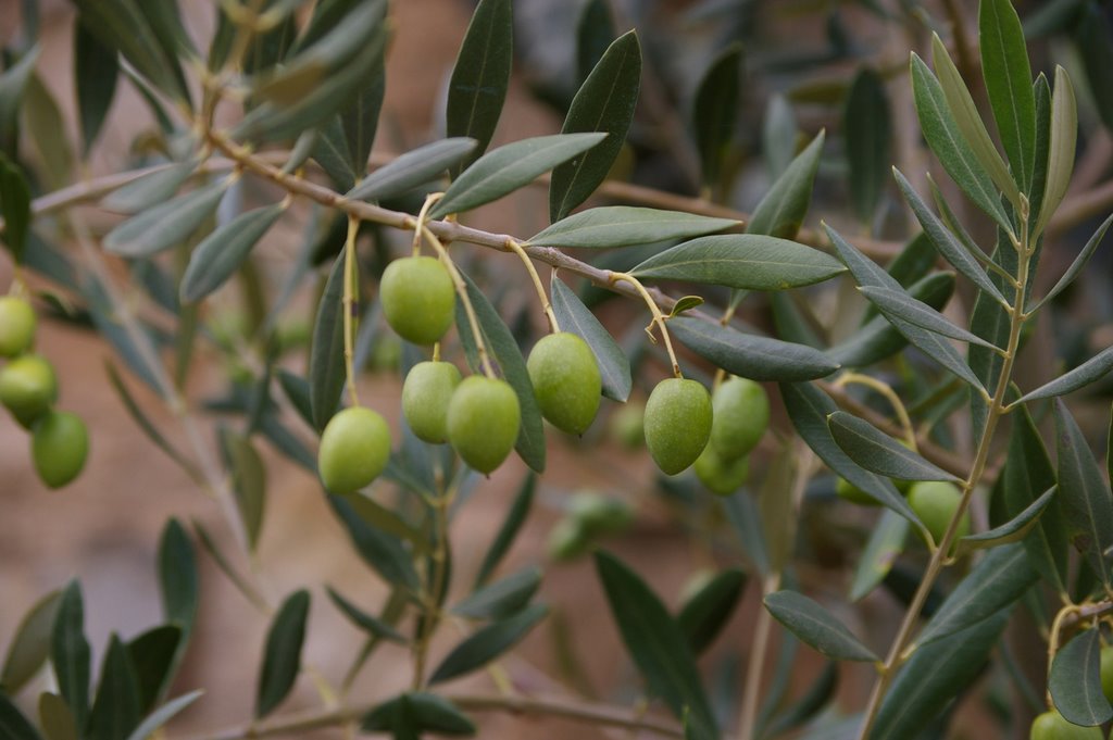 Aceitunas by Lorenzo el Caribeño