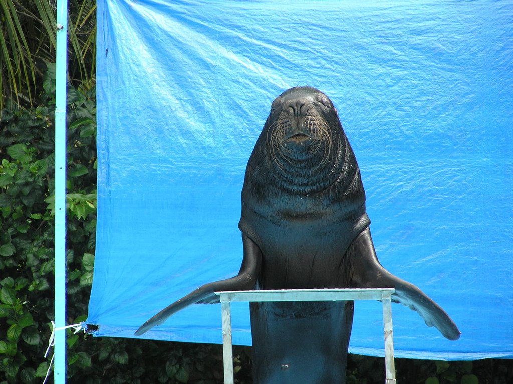 Dolphins show - Manaty Park by alexhp