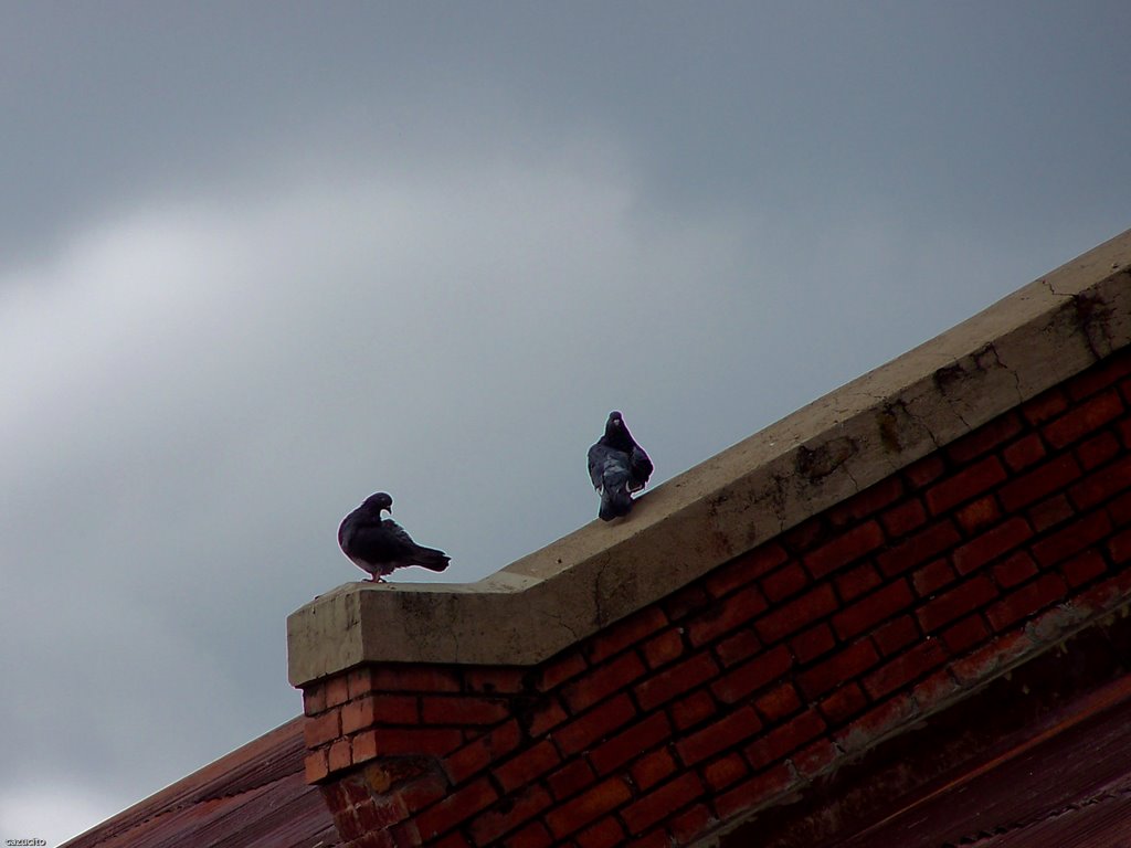 Palomas sobre el tejado / Doves on tile roof / Colombes sur le toit by Pedro Cabrera-Zúñiga