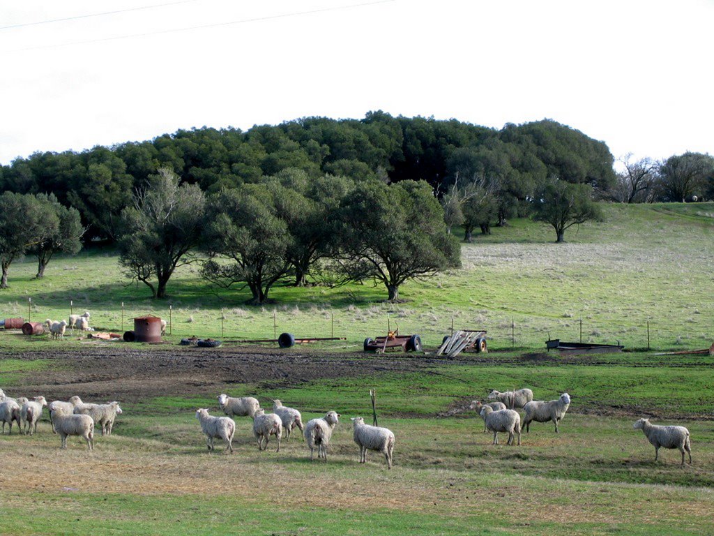 Farmland near Bird's Landing Road by Wanderlust_biker