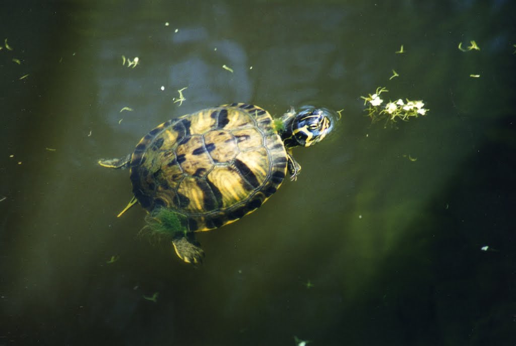 Turtle at Magnolia Gardens SC by joyfotos