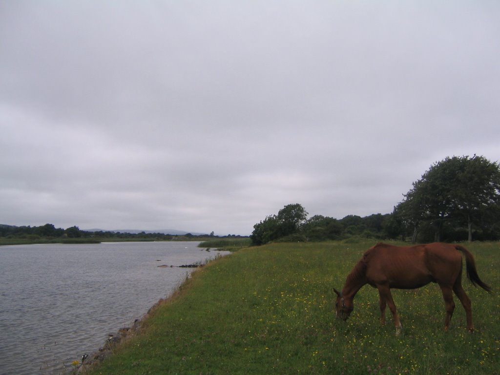 Horse near River Corrib by jdimagio5