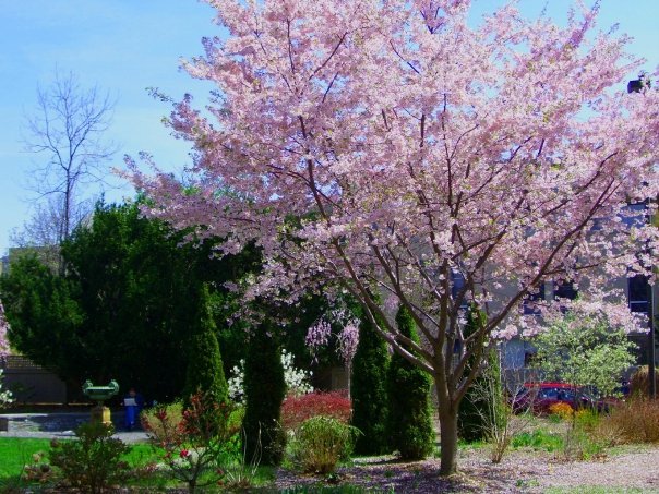 Spring near Big Red Barn by seuferk