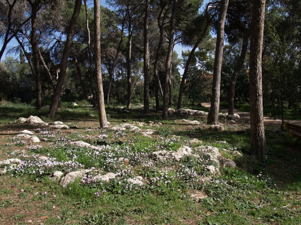 Park with profusion of Cyclamen by gcohen