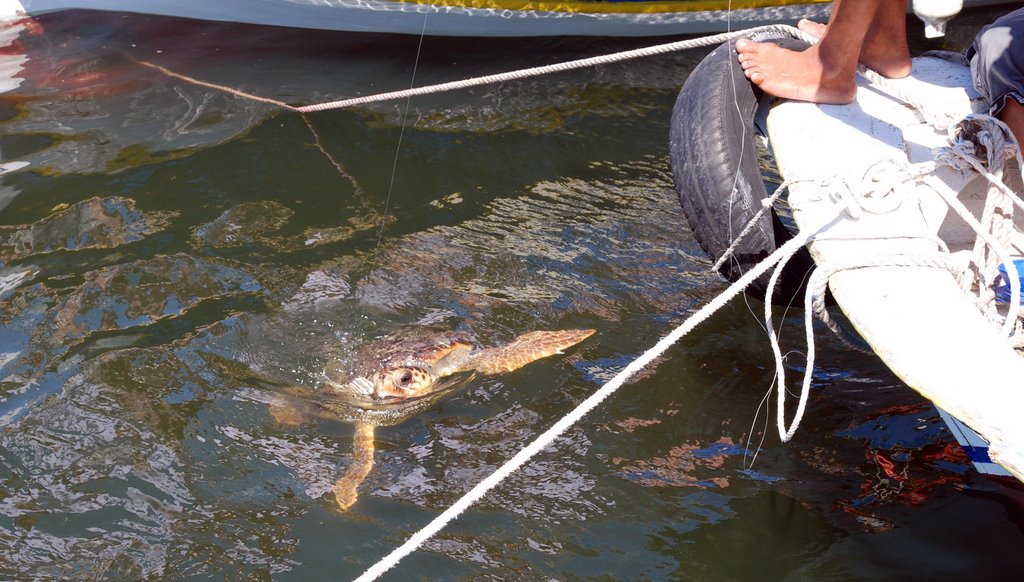 Turtle Careta careta in estuary river Dalyan (natural environment) by majasa