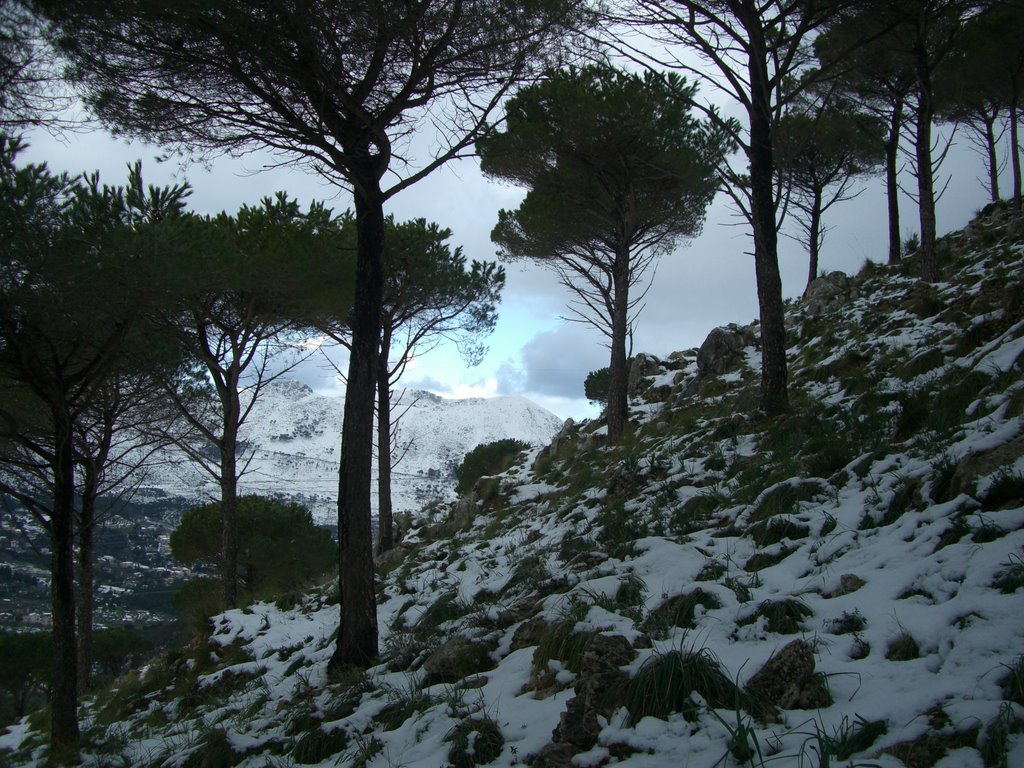 Trees and snow by Gianluca Albeggiani …