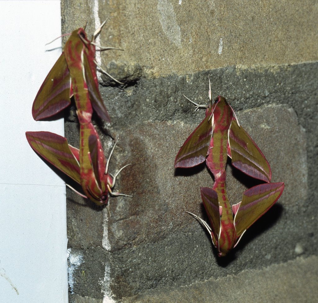 Hawkmoths quartet by Ron Stachowiak