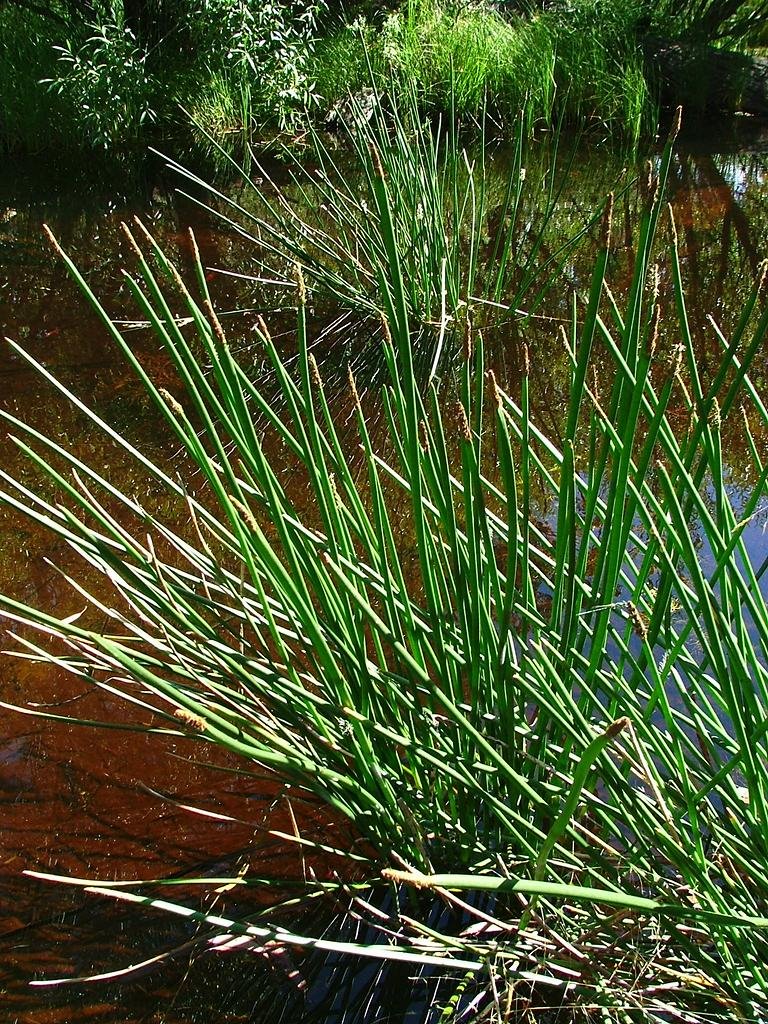 Reeds in pond by Greg Steenbeeke