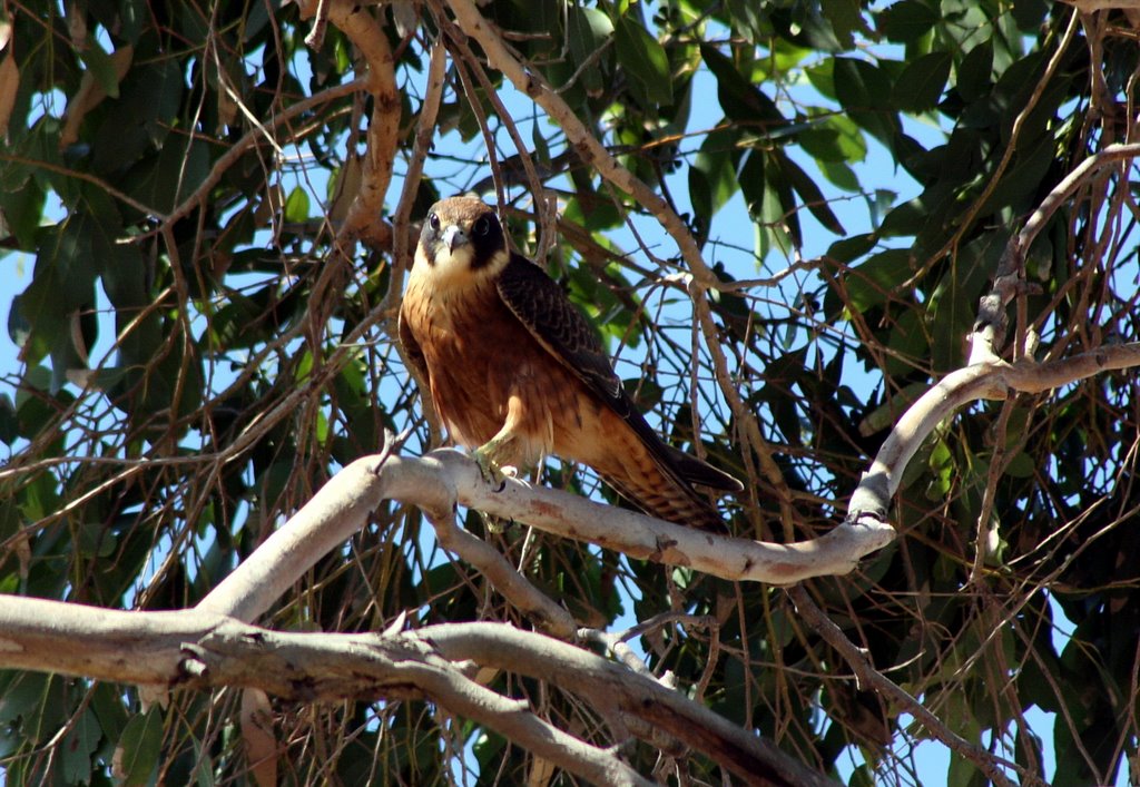 Australian Hobby " Little Falcon" by Michael-F