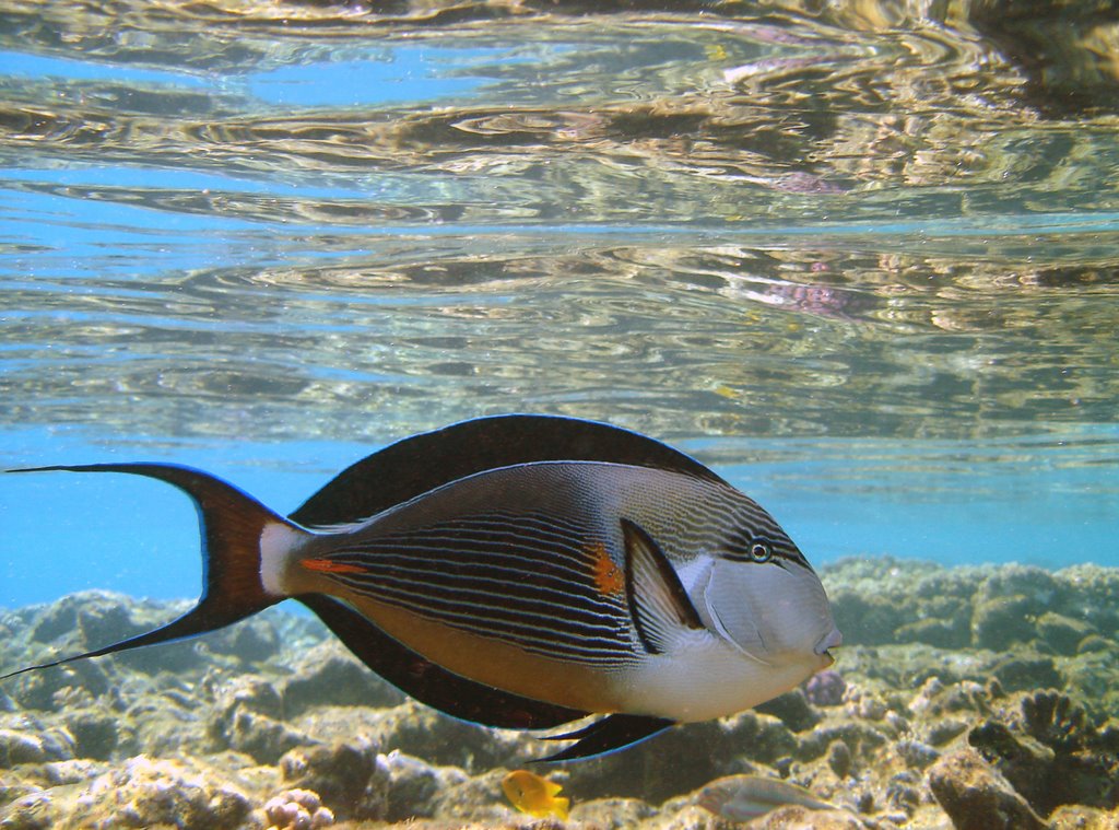 Sohal Surgeonfish by Bigal7211