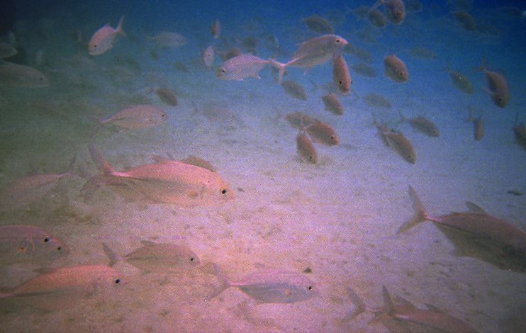 Big eye Trevally - Pulau Redang by @mabut