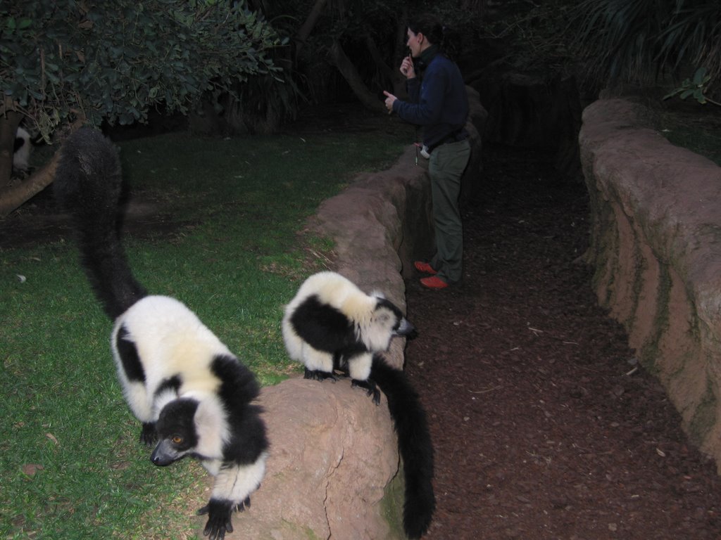 Fuengirola zoo-Lemur by Mariyana Mirandzeva2