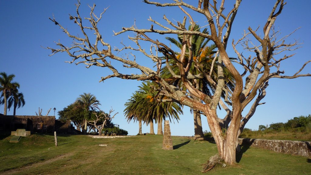 Árboles en el Fortin de San Miguel, Uruguay by Ubirajara Buddin Cruz