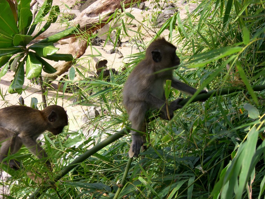 Monkeys between Ao nang and Pay Pong bay by Jaycee Highman