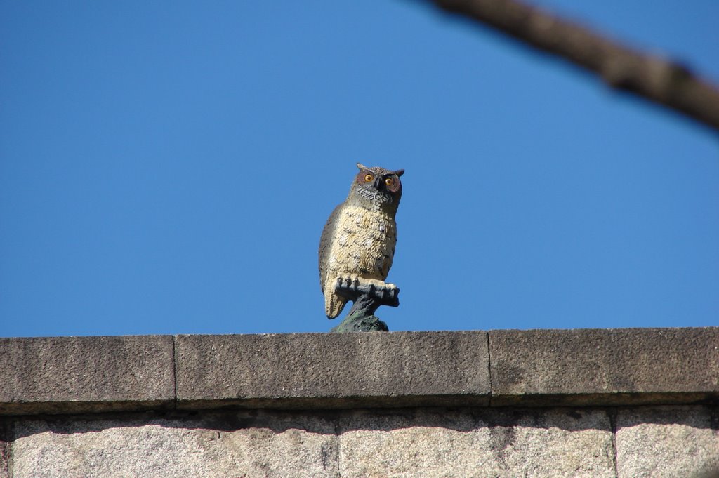 BUHO EN EST.FF.CC. by José Antonio Rajo Dí…