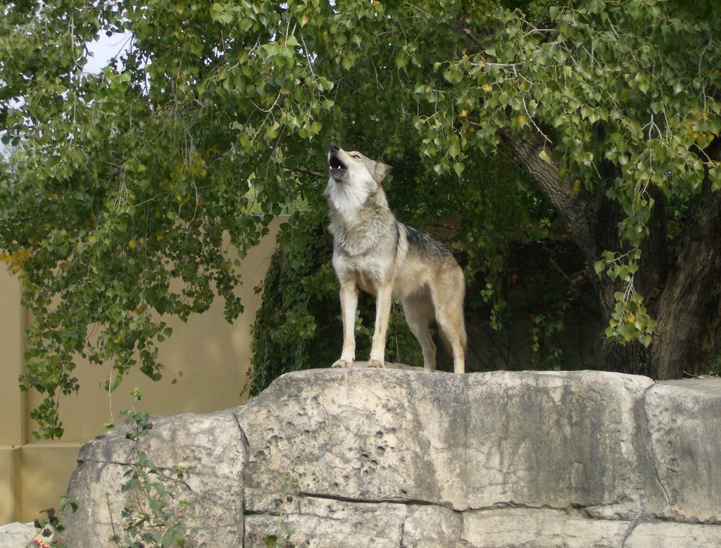 Lobo en tamatan by marco a. gallardo