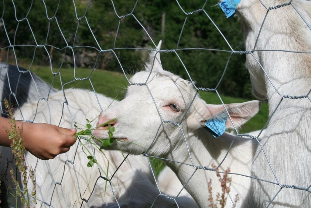 26.07.2006 Goats in the Flam valley. Norway by Desierk