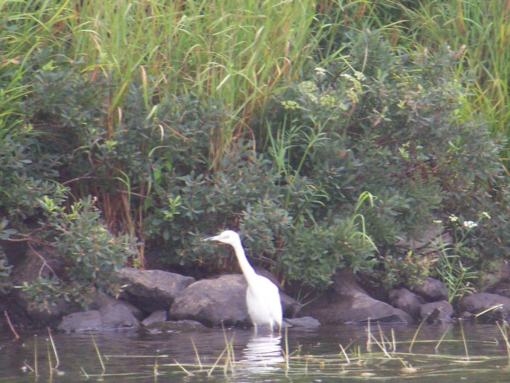 White, Young Blue Herring, Cedar Lake, By MBlenus by Focalpoint