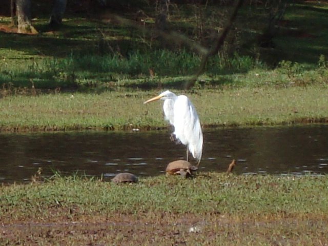 Garça no Lago by Giovannimff