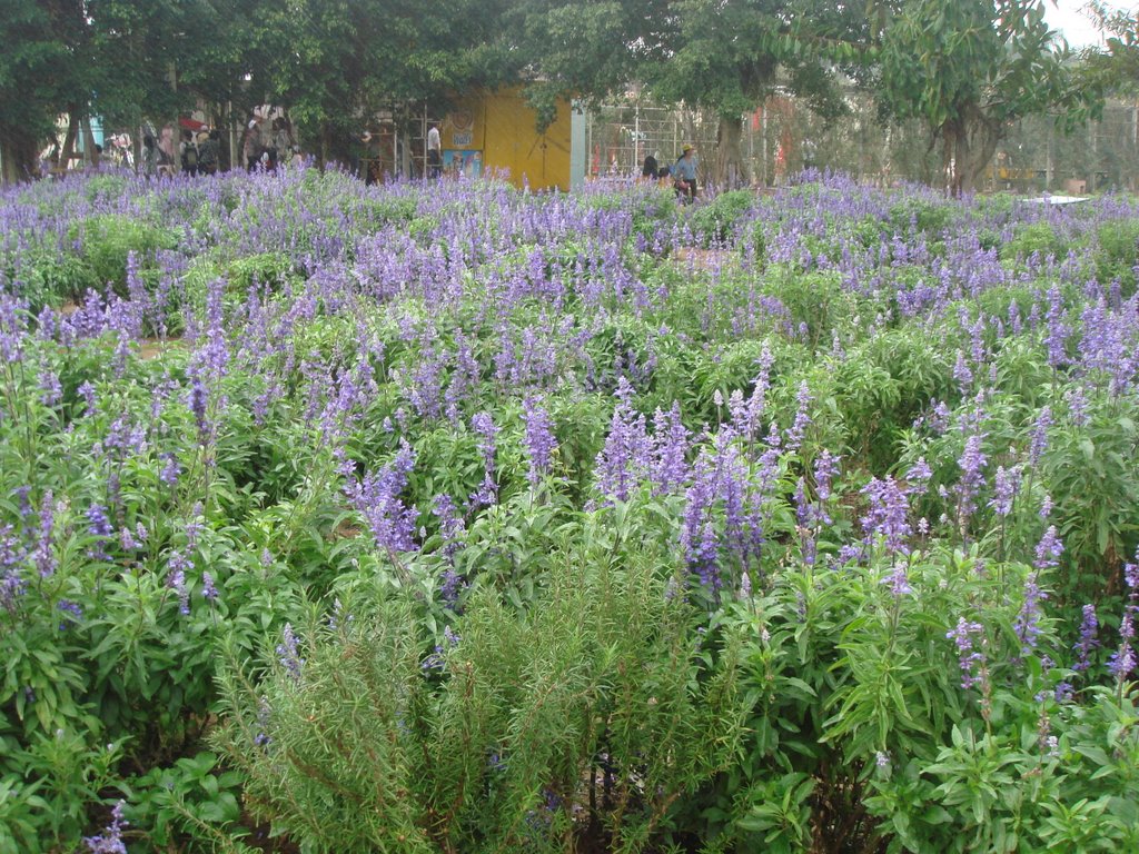 THE LAVENDER IN SUNFLOWER GARDEN by Kwokhay Chan