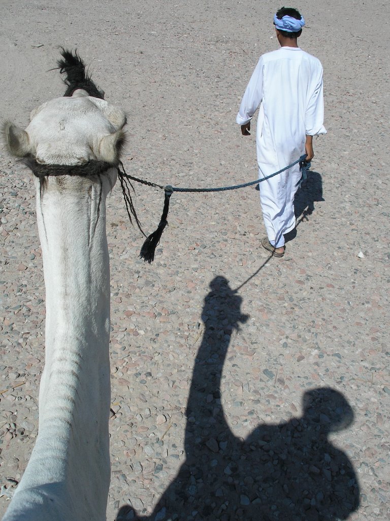 Camel ride to Abu Galum by ary888