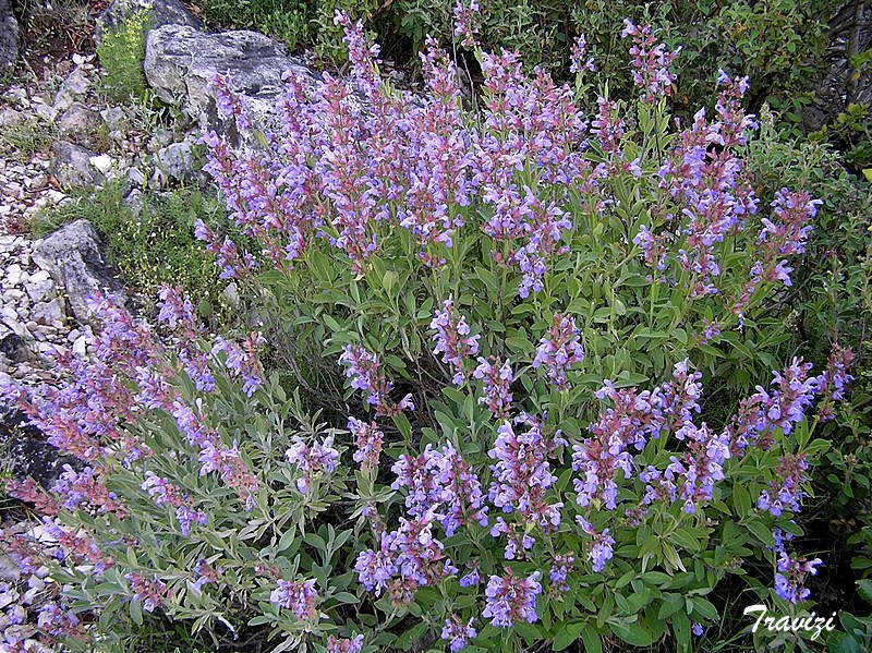 Salvia officinalis by @na travizi