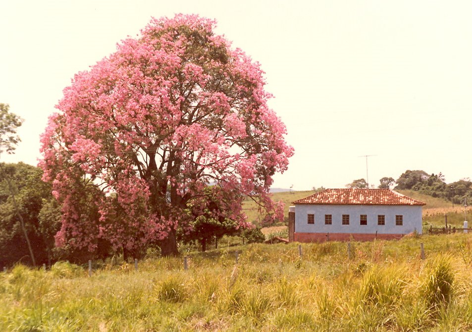 Small farm house south of Itau de Minas in Minas Gerais by Mogens Teglhus Moell…