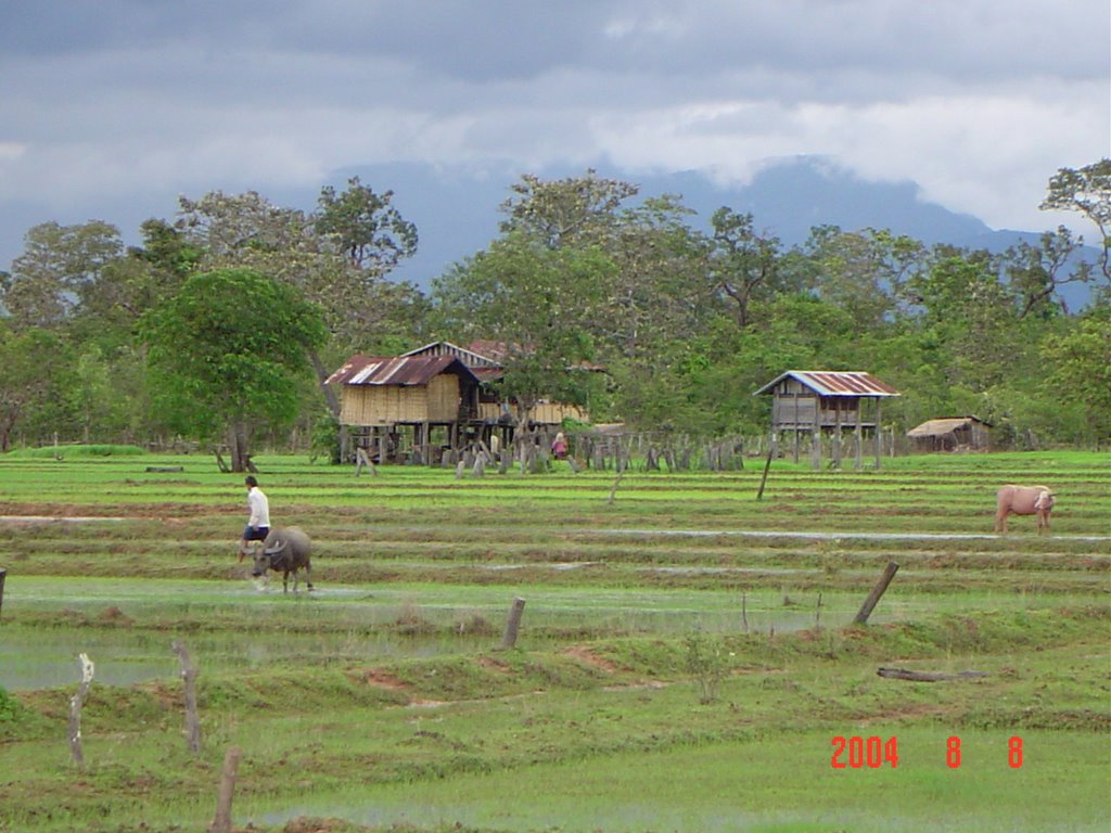 Rice field-Navaa (ນາປ້າເຮົາທີ່ນາຫວ້າ) by thongsaysychanh