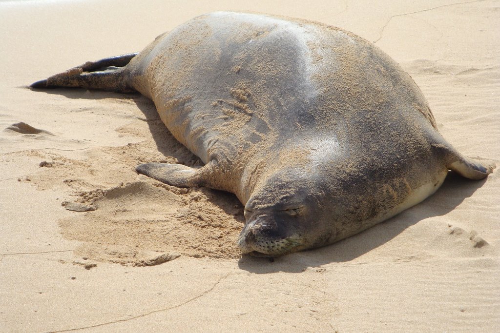 Endangered Species Takes A Nap by kauaigirlz