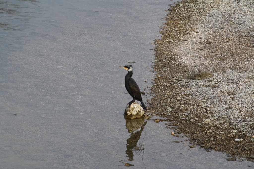 Am Flaucher (Isar) by Nicky:-)