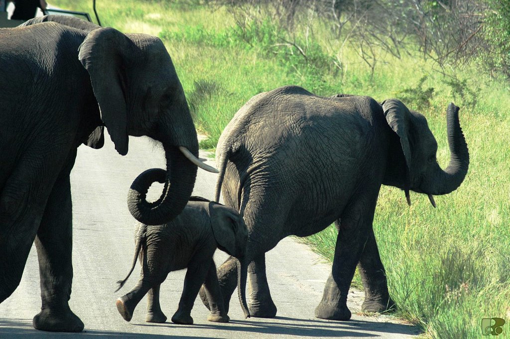 Elephants family by roadrunner48