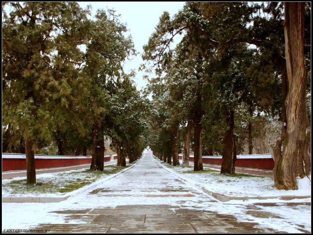 踏雪寻梅---Through the snow and find the plum blossom by ansory