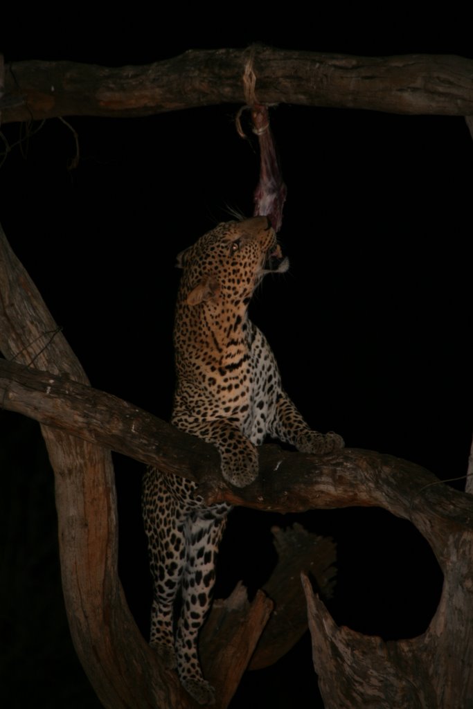 Ngulia Lodge Leopard by peterjoscelyne