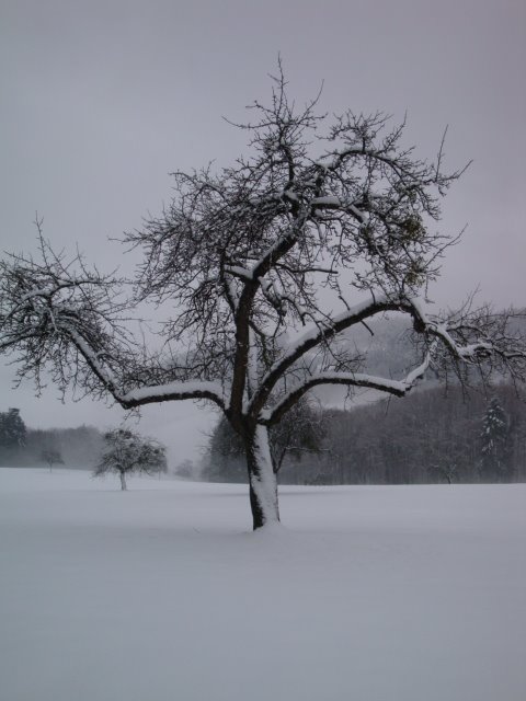 Wintertag im Schwarzwald by ave5042