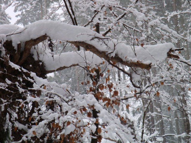 Wintertag im Schwarzwald by ave5042