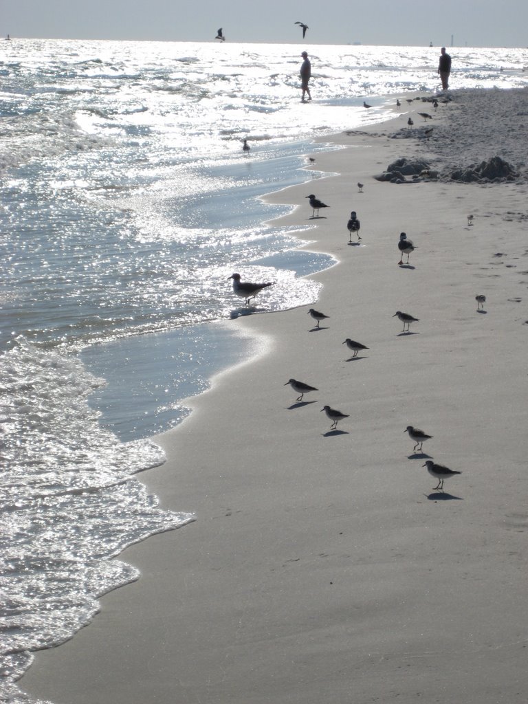 Sandpipers on the beach by Stephen Jackson