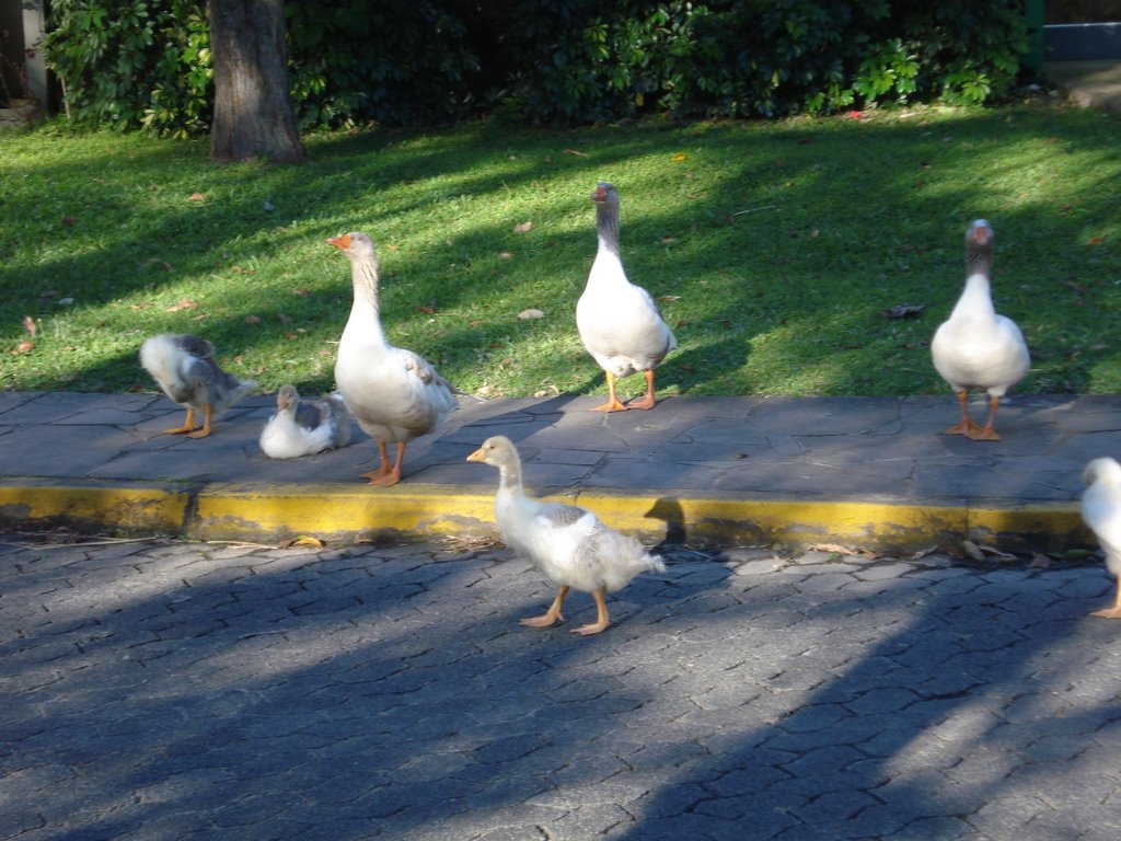 Unisinos - Patos by jonatasm