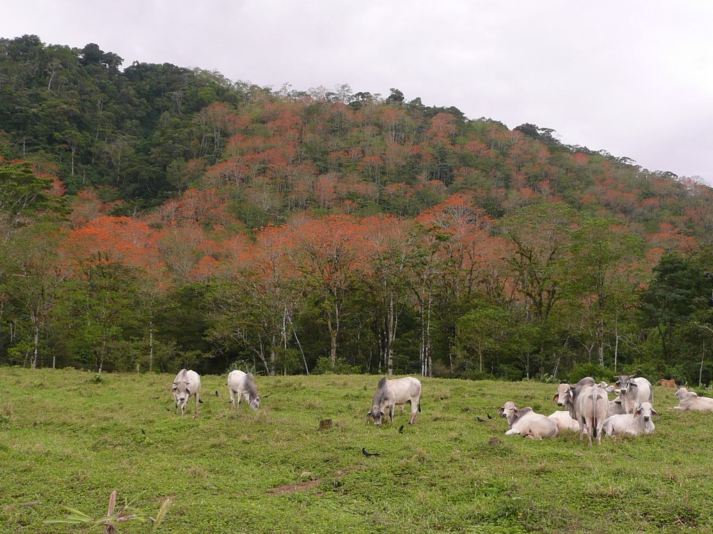 FINCA ORIENTE by ALBERTO  TV