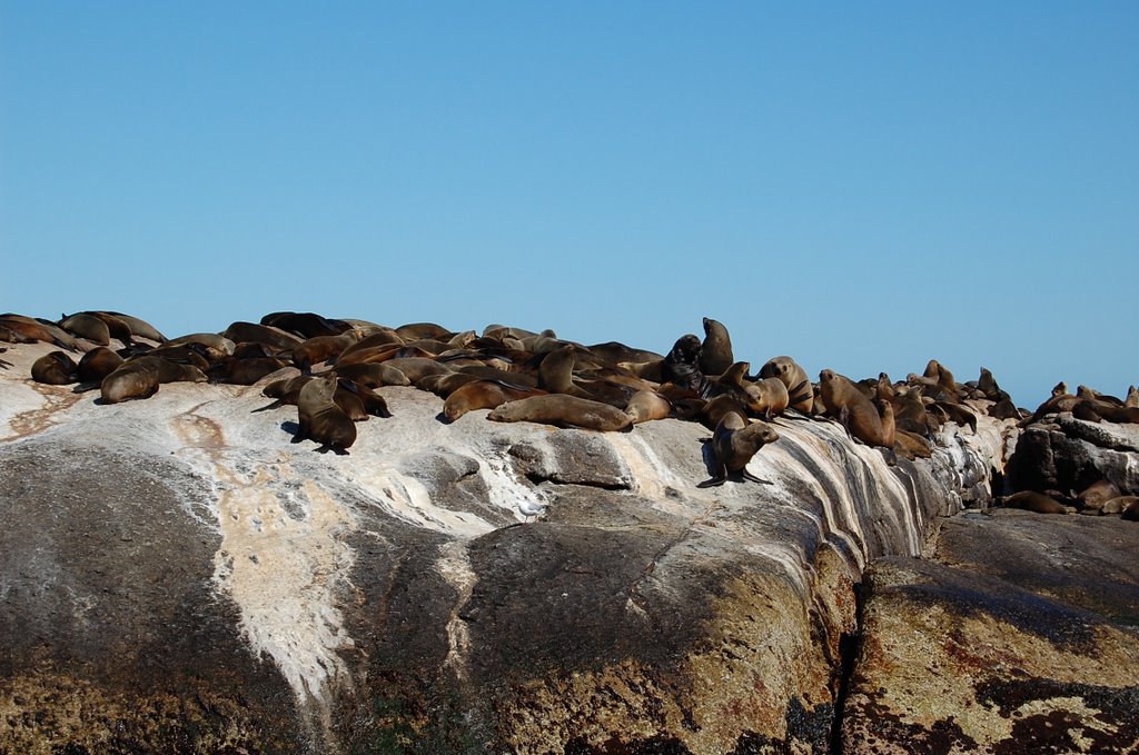 Seal Island by shiraki yuma