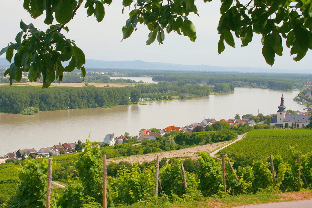 Der Rhein bei Nierstein by Thomas Ahlmeyer