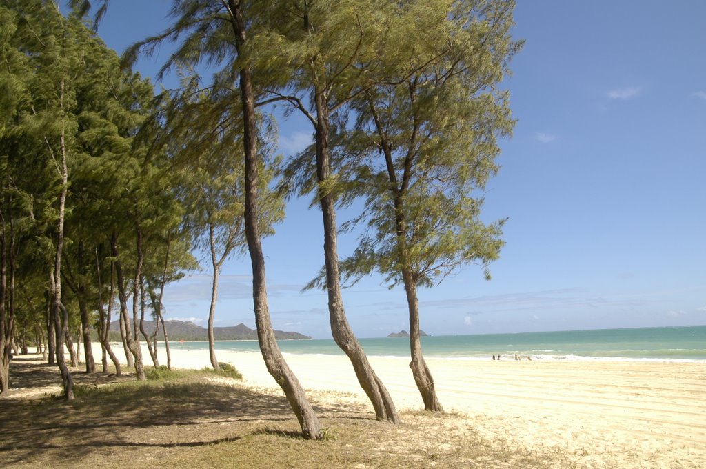 Pine woods, Waimanalo Beach, Oahu, Hawaii by H.Furuichi