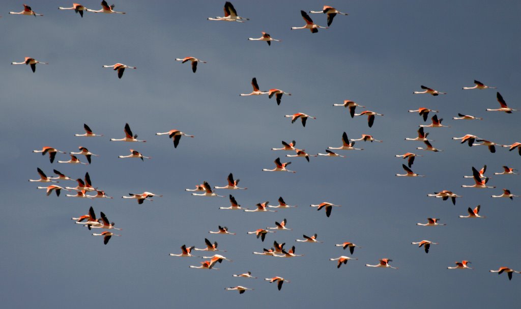 Flamingoes over Laguna Los Palos by Huw Lewis