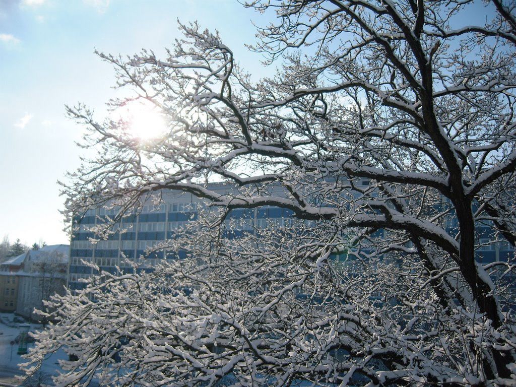 Winter in Cottbus by TULLUS